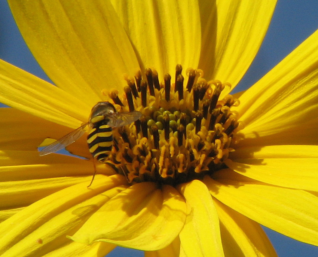 Syrphidae: Syrphus vitripennis